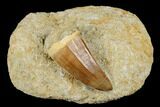 Mosasaur (Mosasaurus) Tooth In Rock - Morocco #179323-1